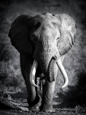 CV 2016 Картина на холсте Благородный слон 30х40см.