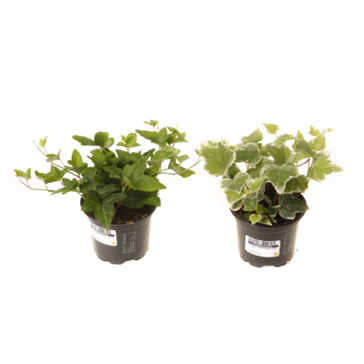 Изображение загружено