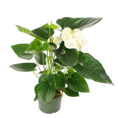 Изображение загружено