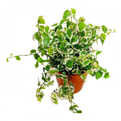 Изображение загружено