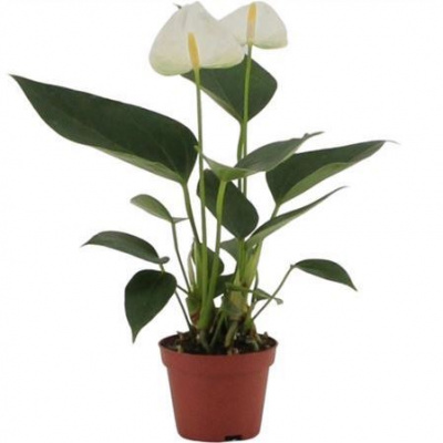 Изображение загружено