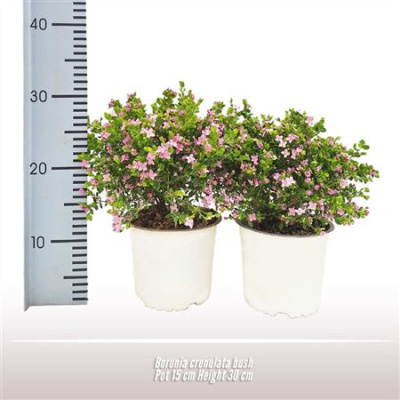 B104410_0000337044_H_1