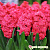 double-red-hyacinth-hyacinthus-orientalis-hollyhock-1892497228