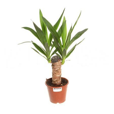 Изображение загружено