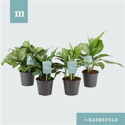 B107502_0000245504_H_1