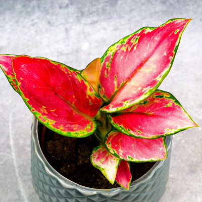 pfk20w1s9rss5rtylwxxu9k3ah8doybv