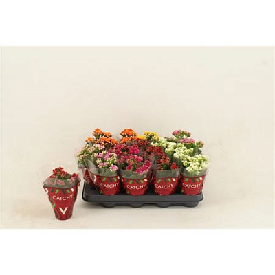 Каланхое каландива микс, в асс. (D-9; H-10) Китай