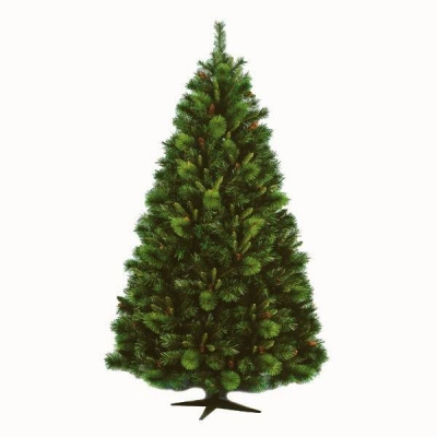 сибирская узкая