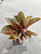 aglaonema_sanshayn_d15_kitay