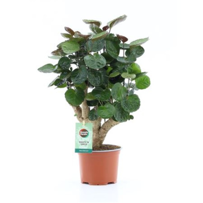 B008810_0000315931_H_1